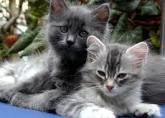 Cat Three